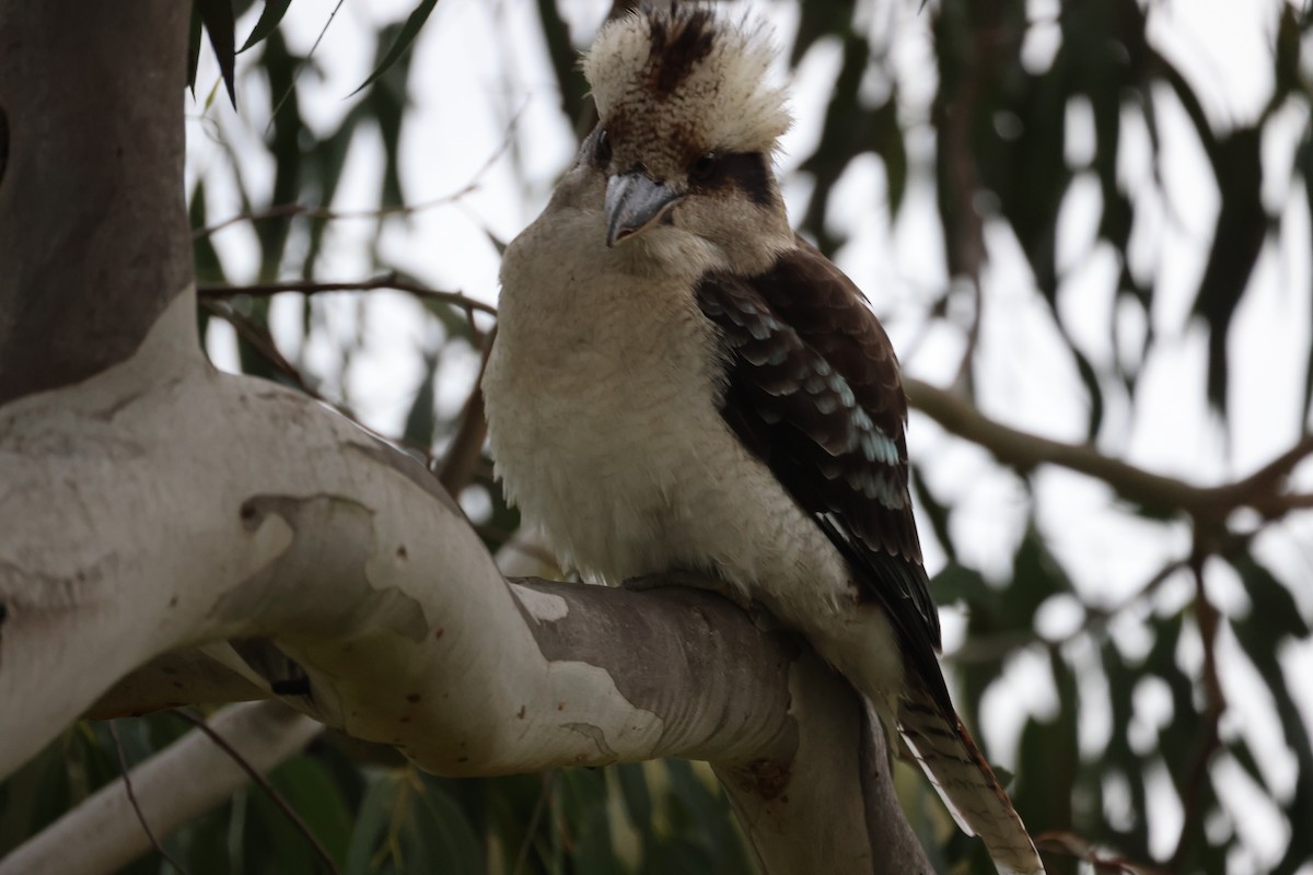 Laughing Kookaburra - ML620664486