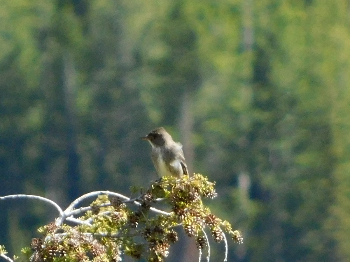 Olive-sided Flycatcher - ML620664487