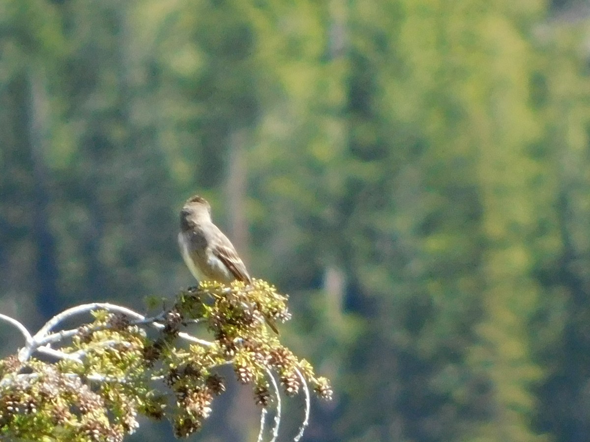 Olive-sided Flycatcher - ML620664488