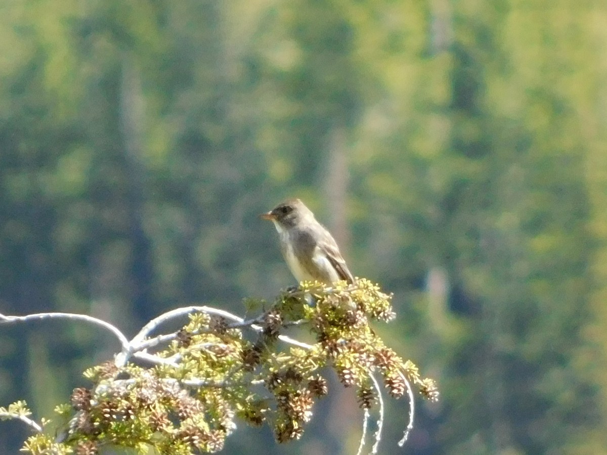 Olive-sided Flycatcher - ML620664490