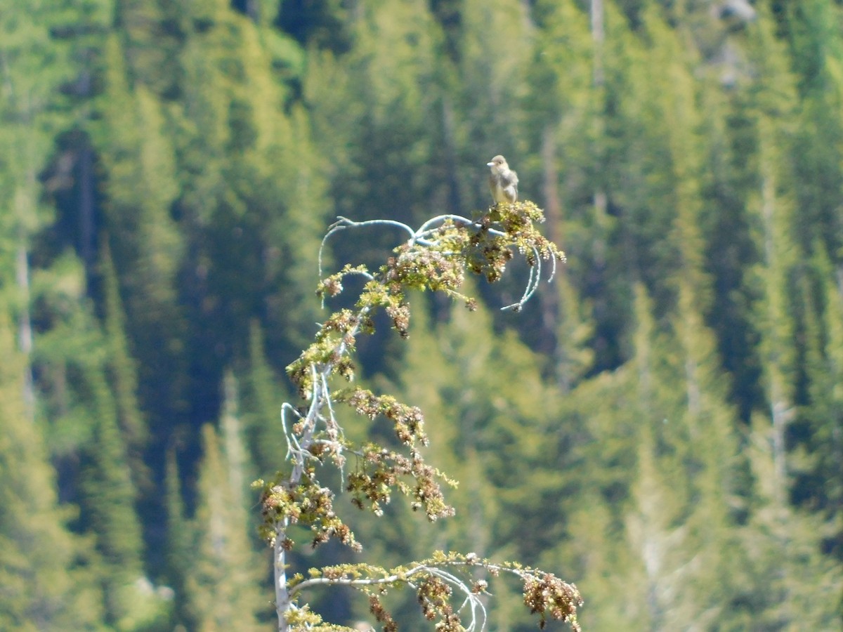 Olive-sided Flycatcher - ML620664493