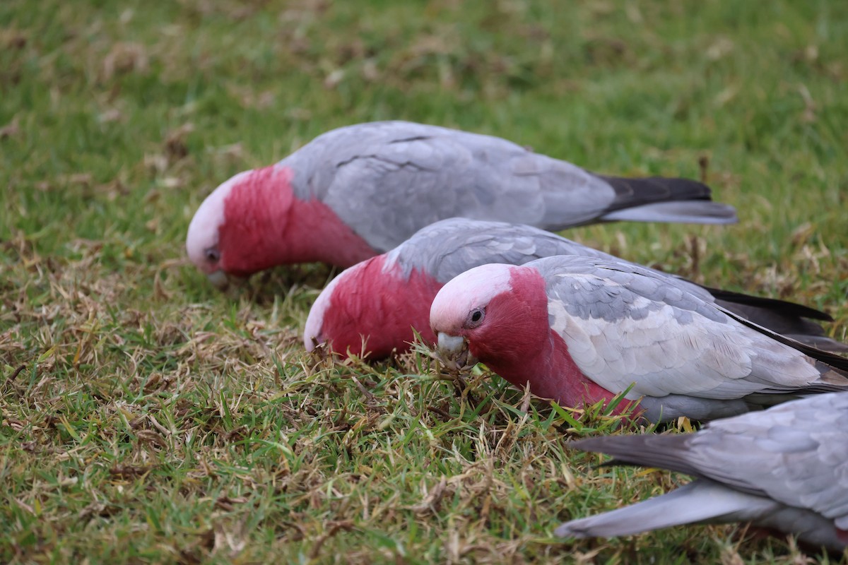 モモイロインコ - ML620664497