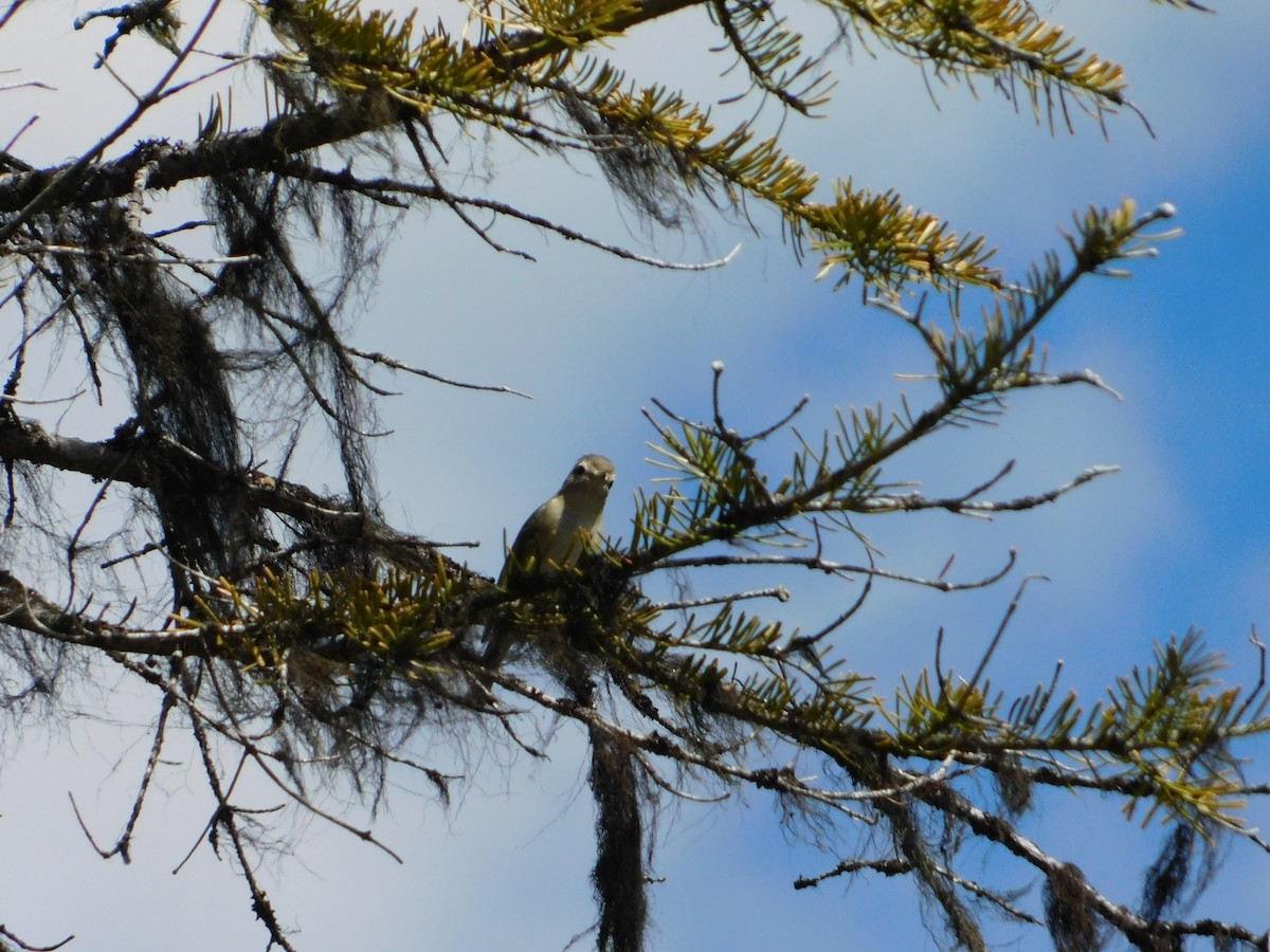 Warbling Vireo - ML620664499