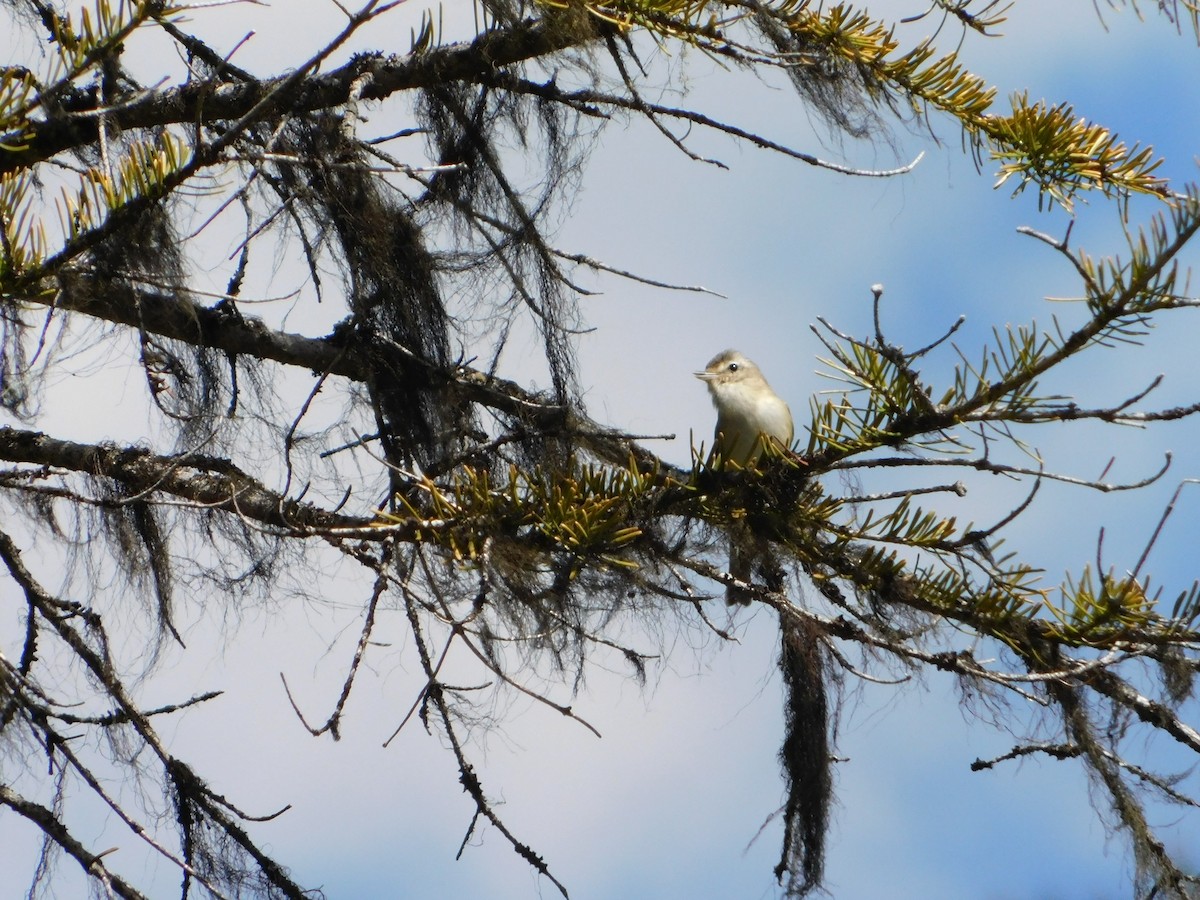 Warbling Vireo - ML620664500