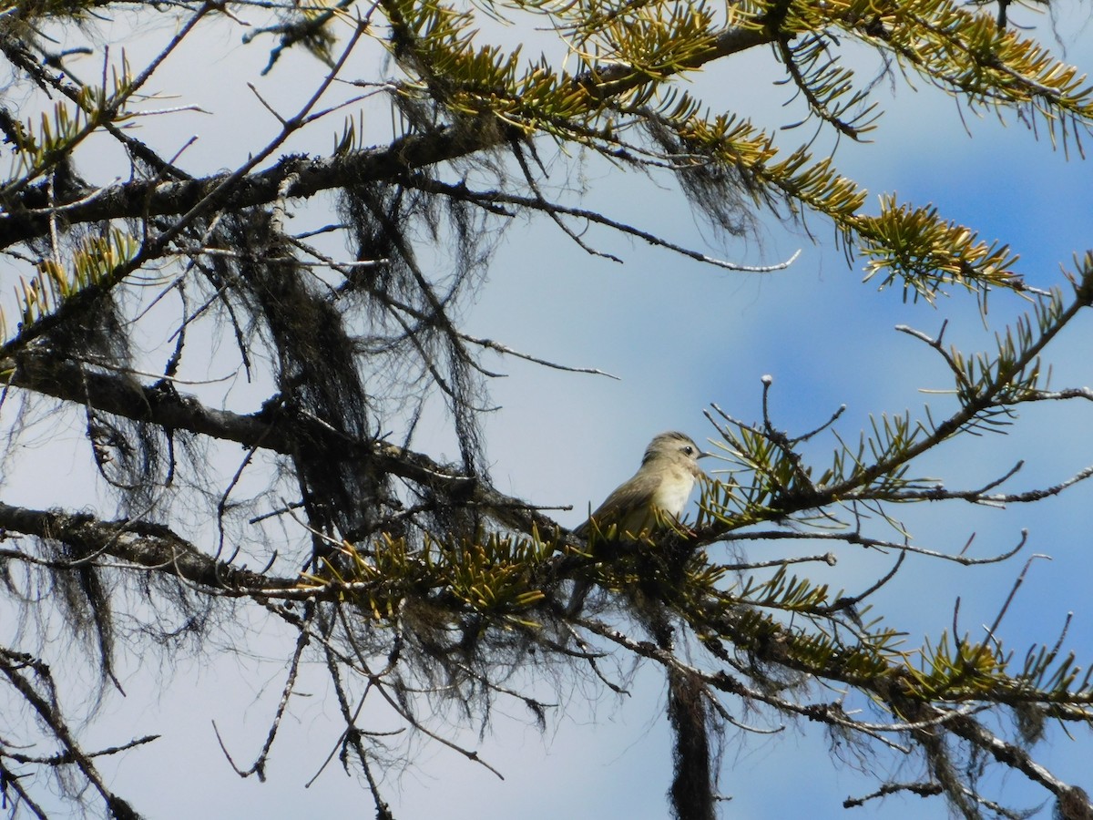 Warbling Vireo - Nathaniel Cooley