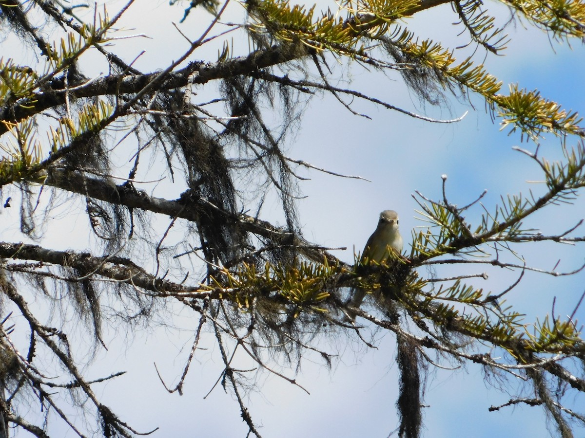 Warbling Vireo - ML620664502