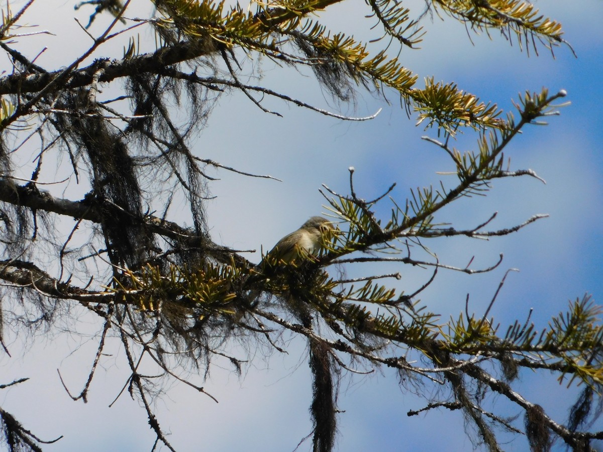 Warbling Vireo - ML620664504