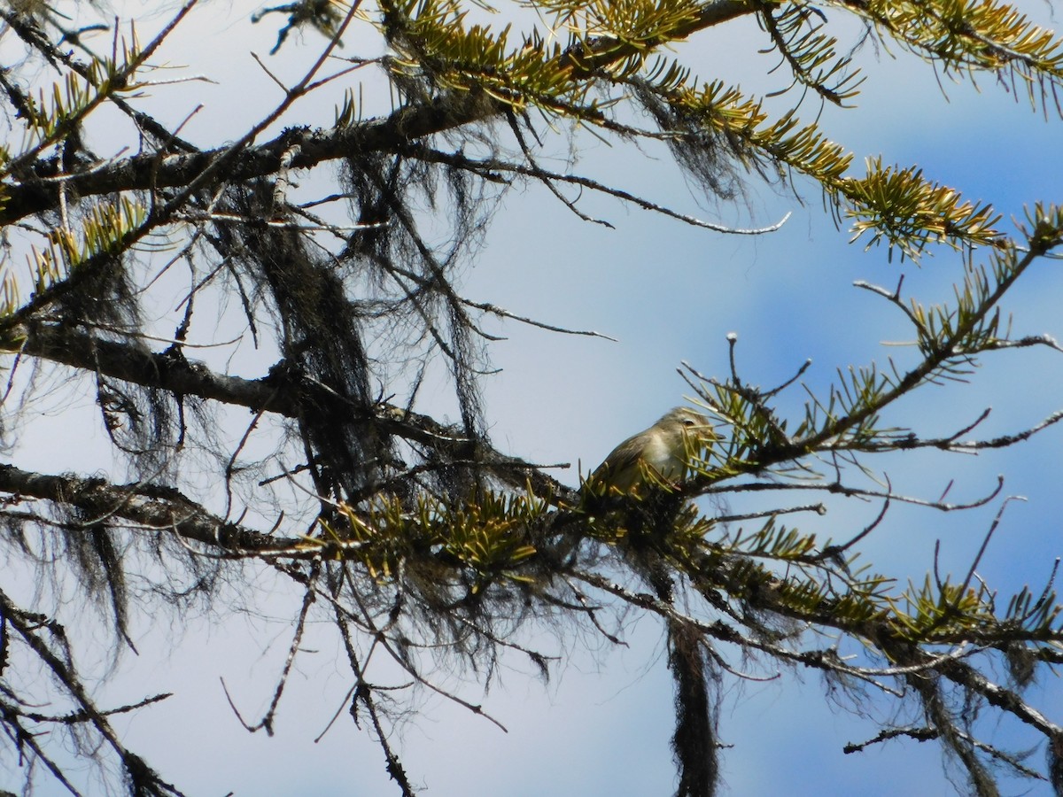 Warbling Vireo - ML620664505