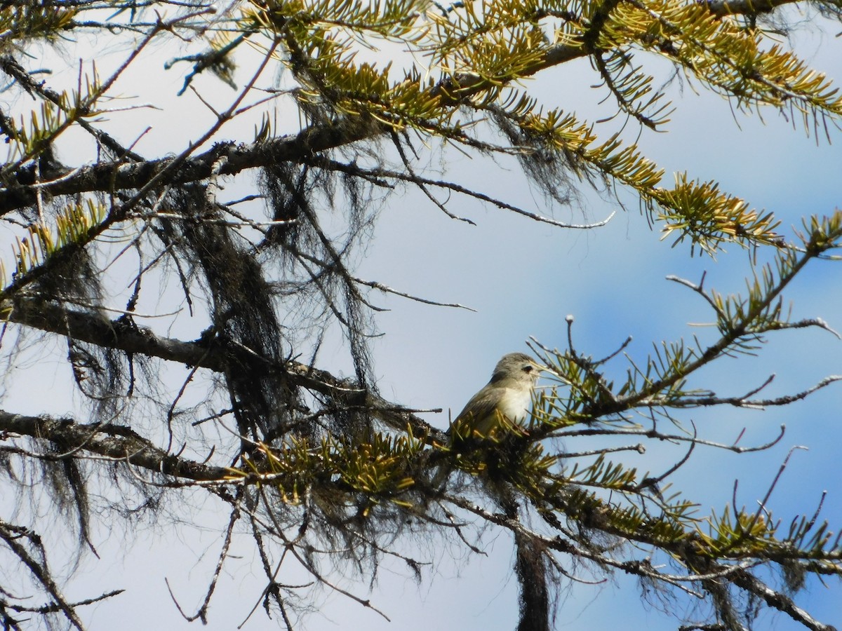 Warbling Vireo - ML620664509