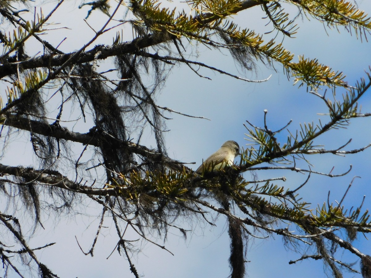 Warbling Vireo - ML620664510