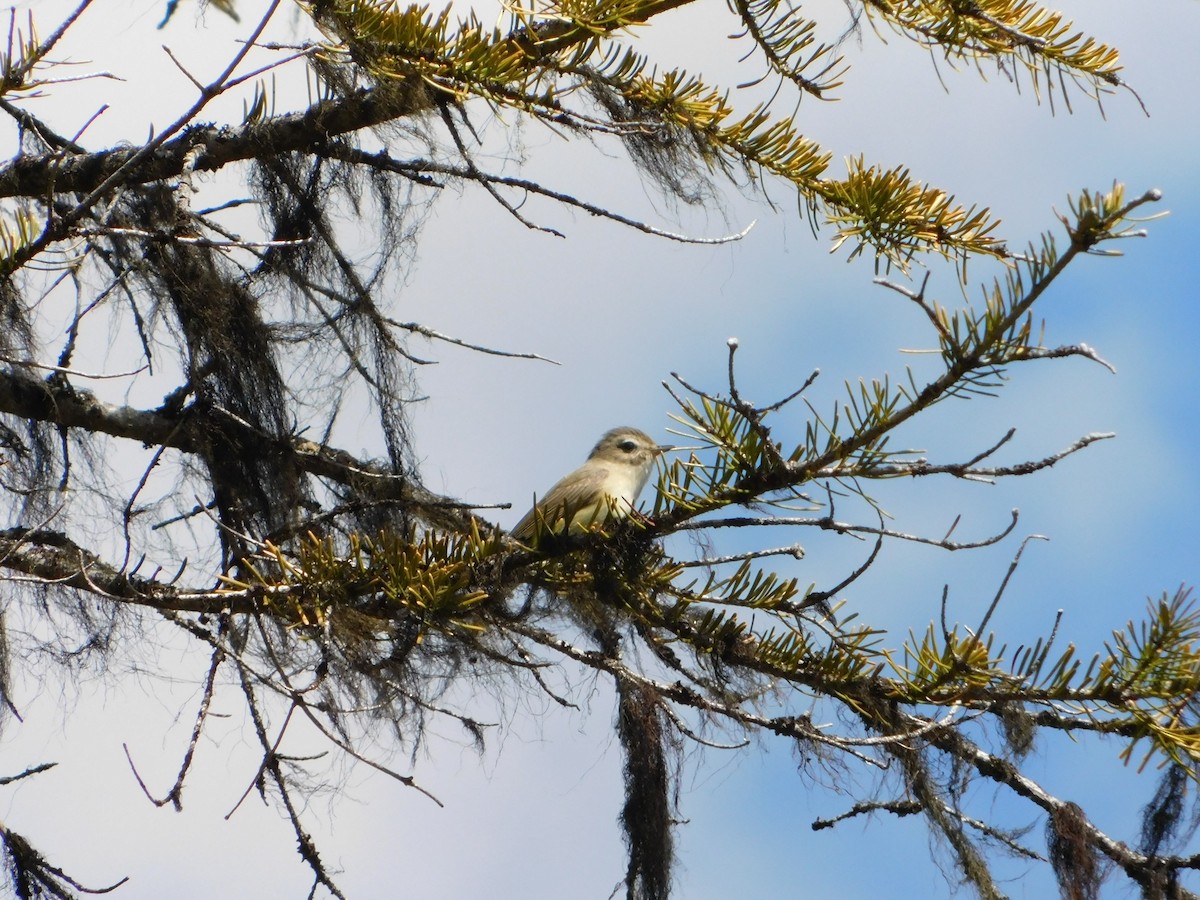 Warbling Vireo - ML620664513