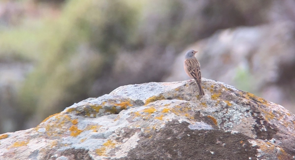 Cretzschmar's Bunting - ML620664519