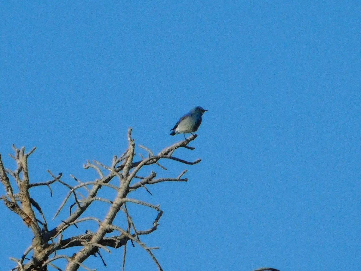 Mountain Bluebird - ML620664522