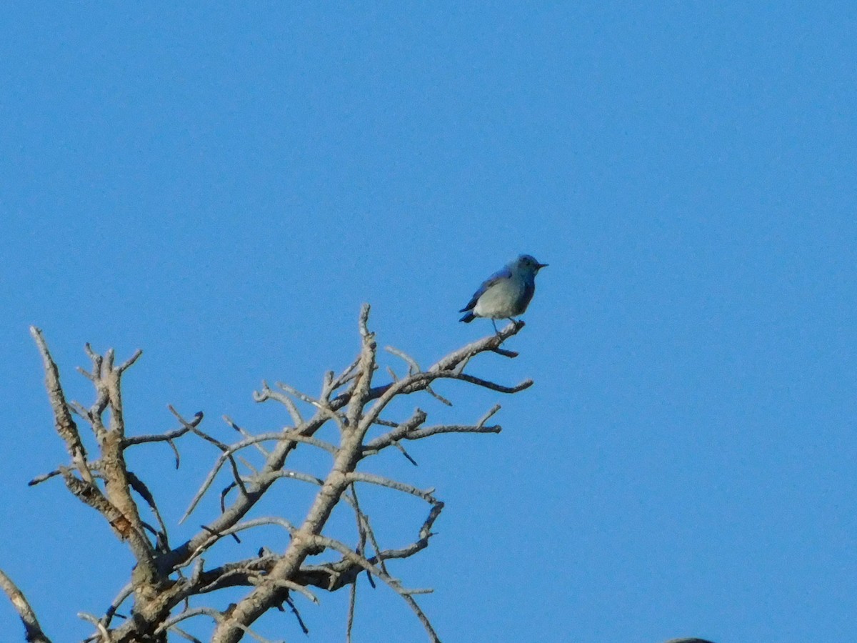 Mountain Bluebird - Nathaniel Cooley