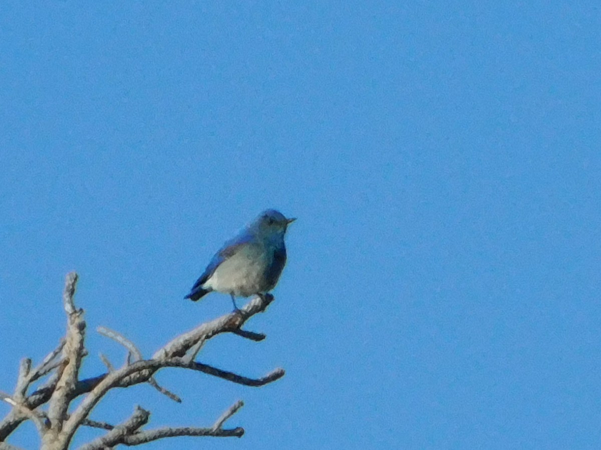 Mountain Bluebird - ML620664527