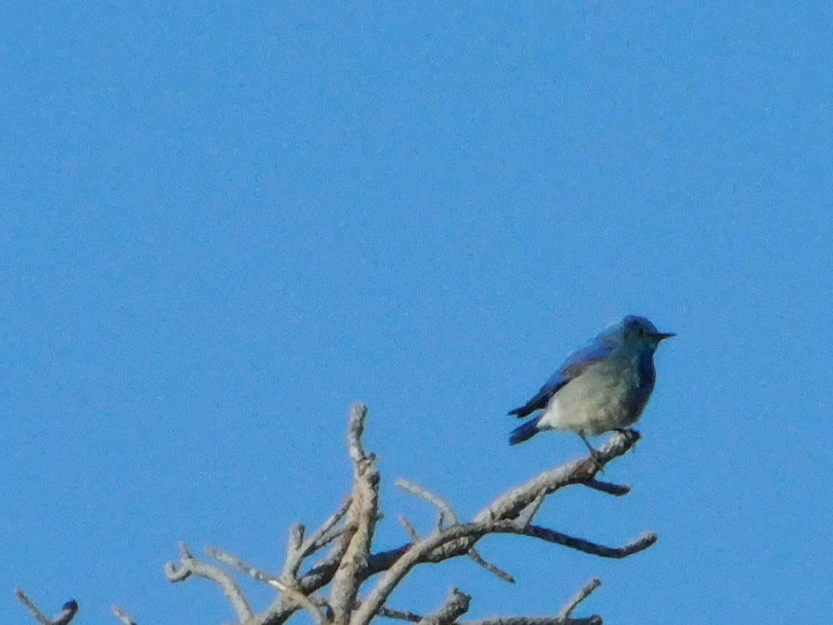 Mountain Bluebird - ML620664528