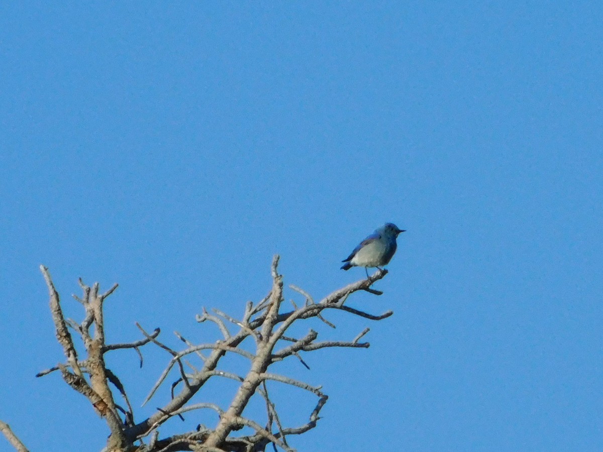 Mountain Bluebird - ML620664531