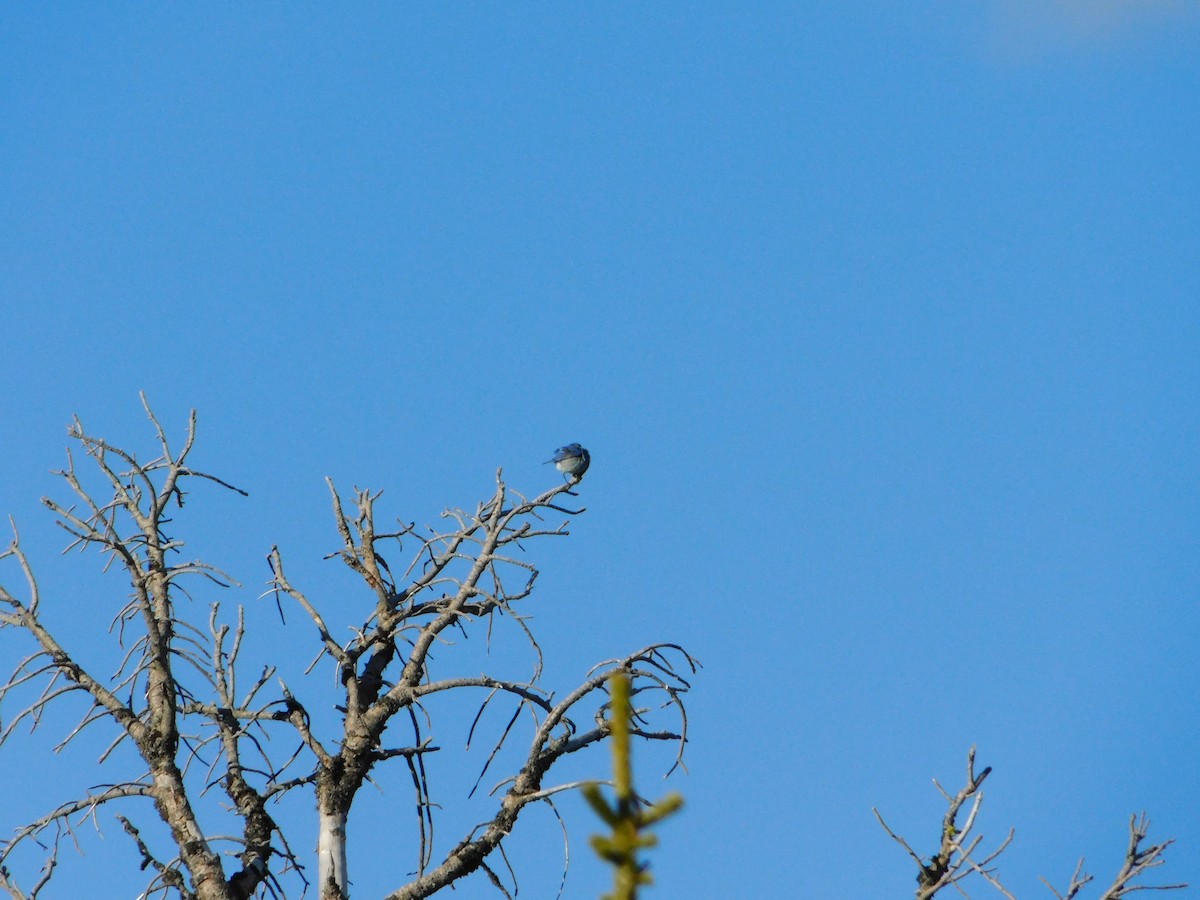 Mountain Bluebird - ML620664533