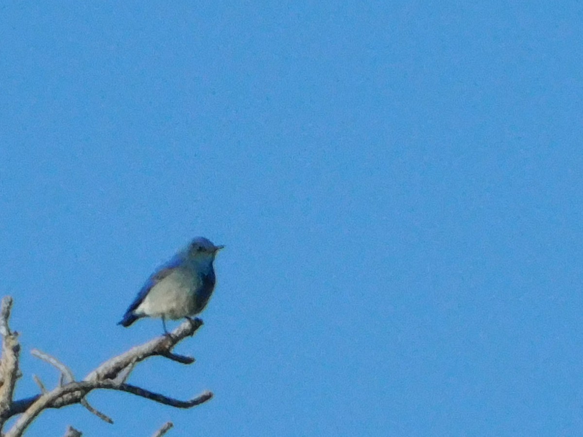 Mountain Bluebird - ML620664535