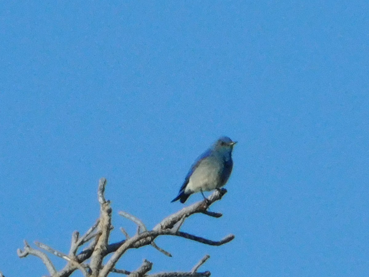 Mountain Bluebird - ML620664540