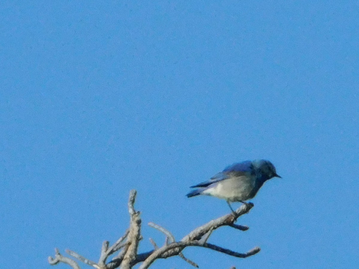 Mountain Bluebird - ML620664541