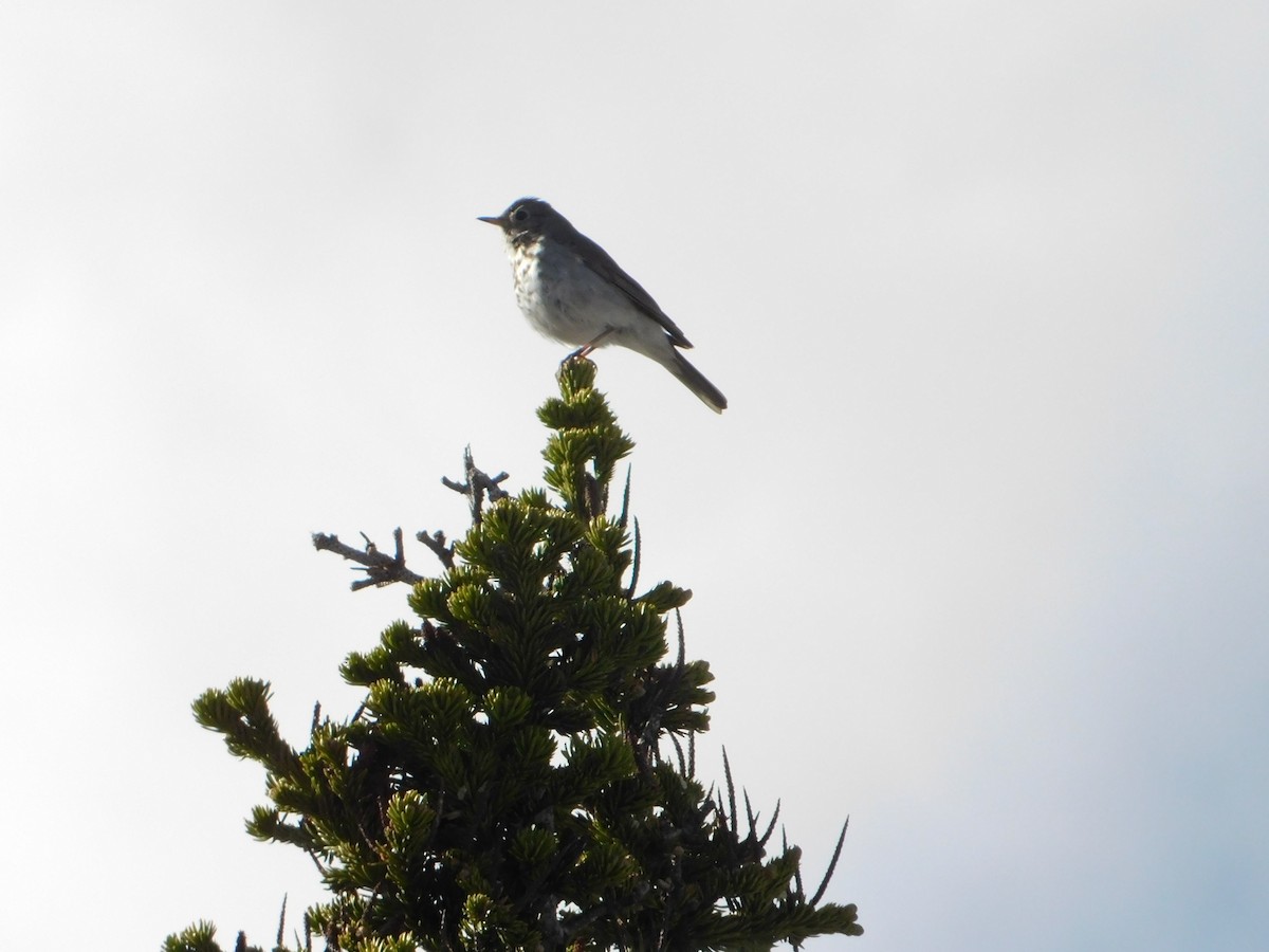 Hermit Thrush - ML620664542