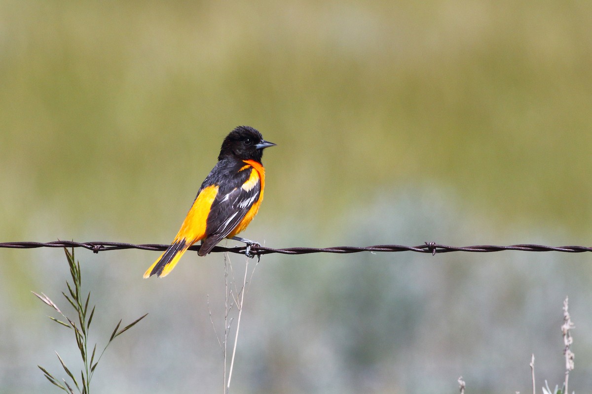 Baltimore Oriole - Dan Schiebelbein