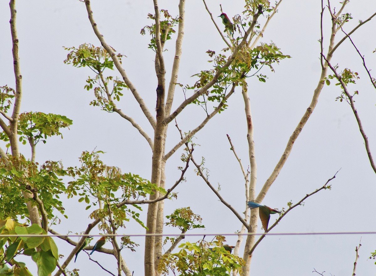 Rufous-crowned Bee-eater - ML620664544