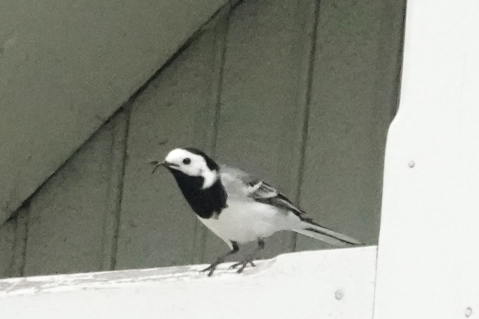 White Wagtail - ML620664545