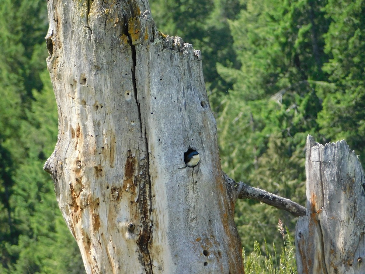 Tree Swallow - ML620664547