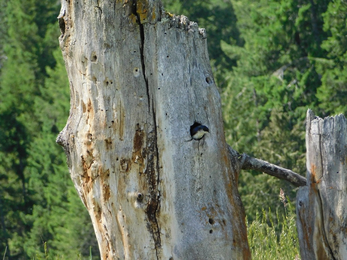 Golondrina Bicolor - ML620664549