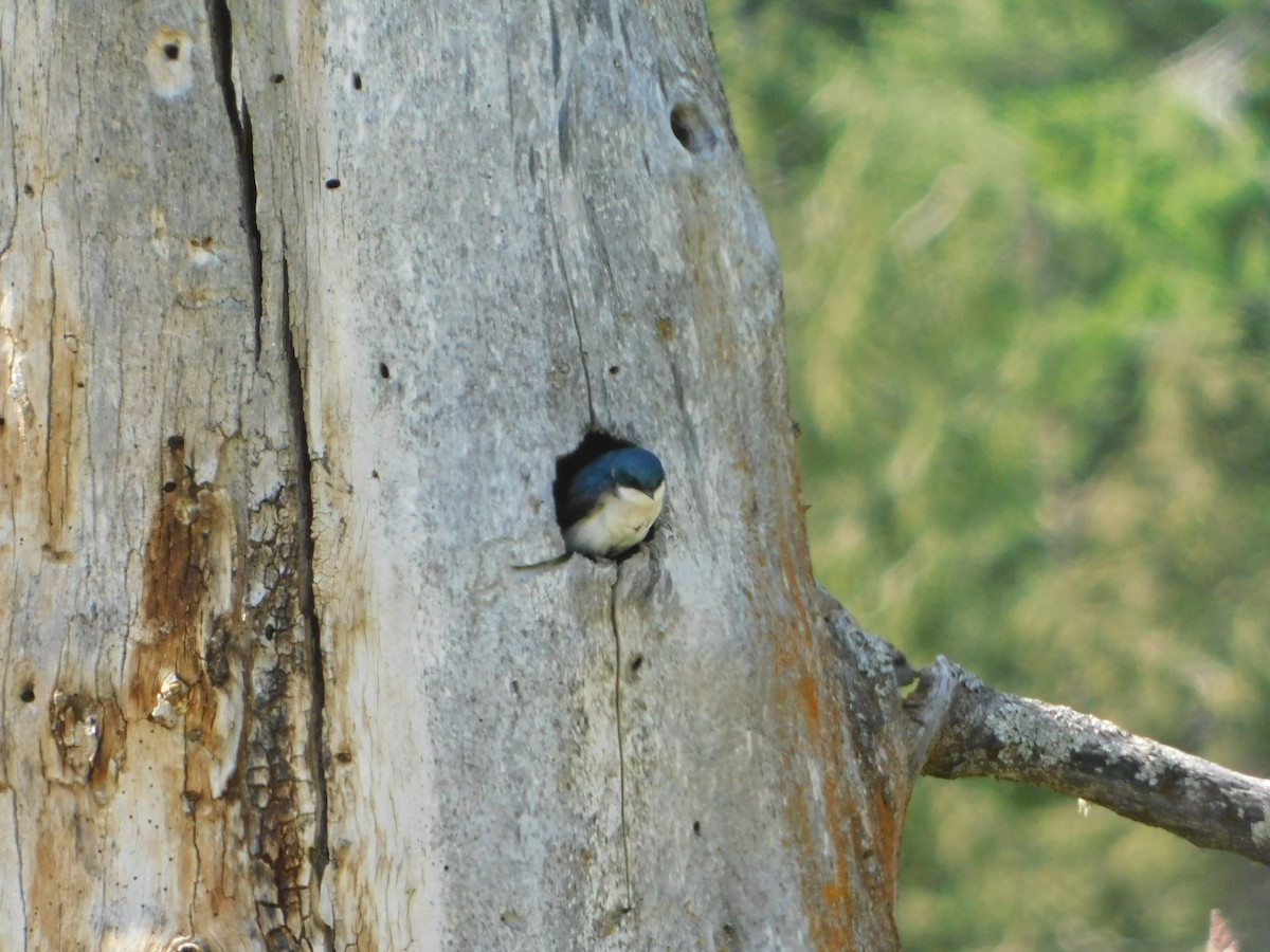 Golondrina Bicolor - ML620664550