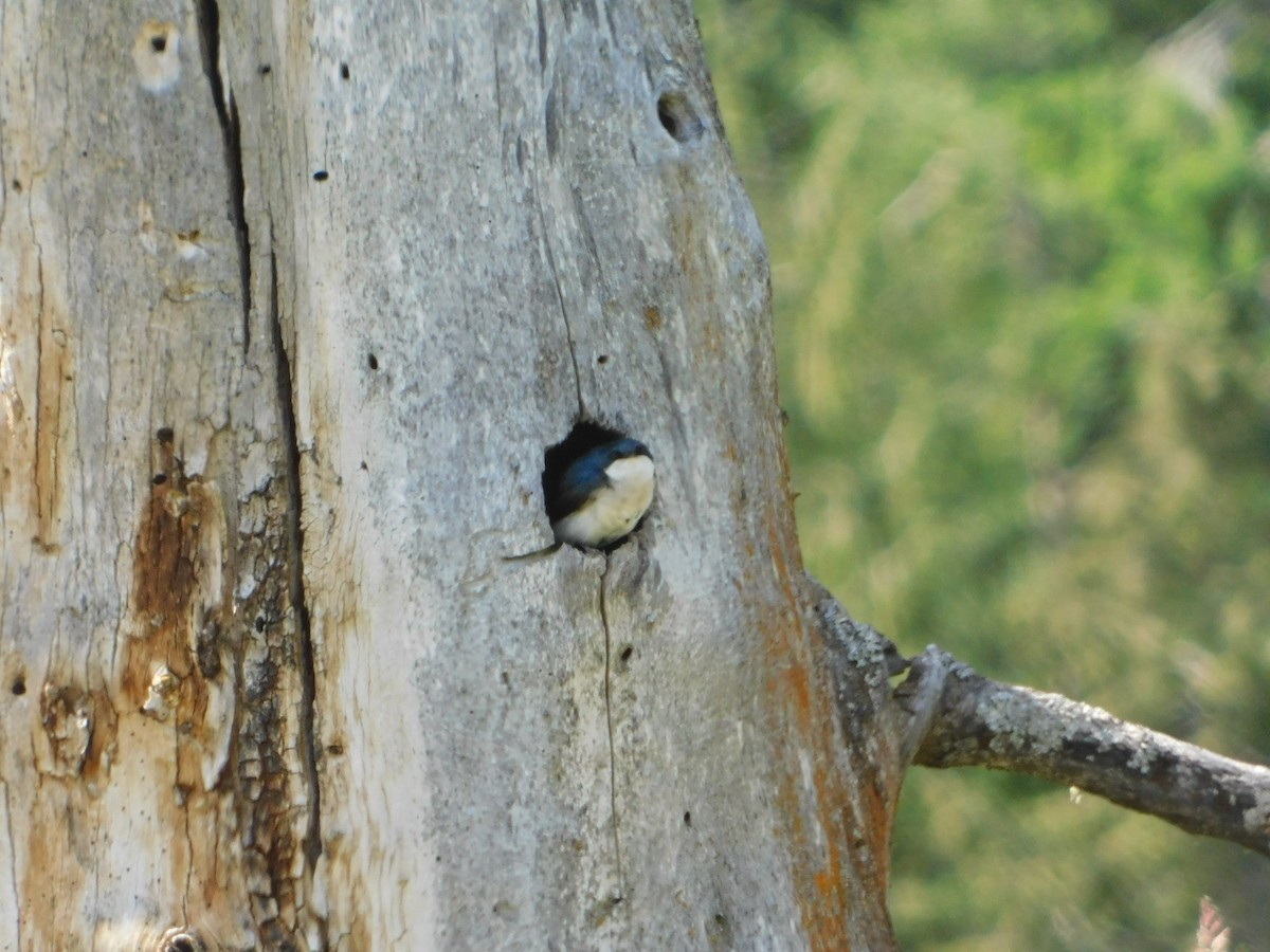 Golondrina Bicolor - ML620664552