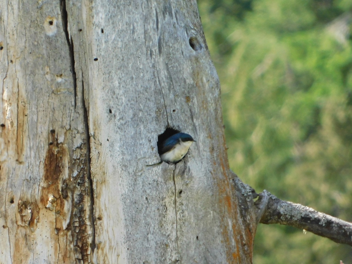 Tree Swallow - ML620664553