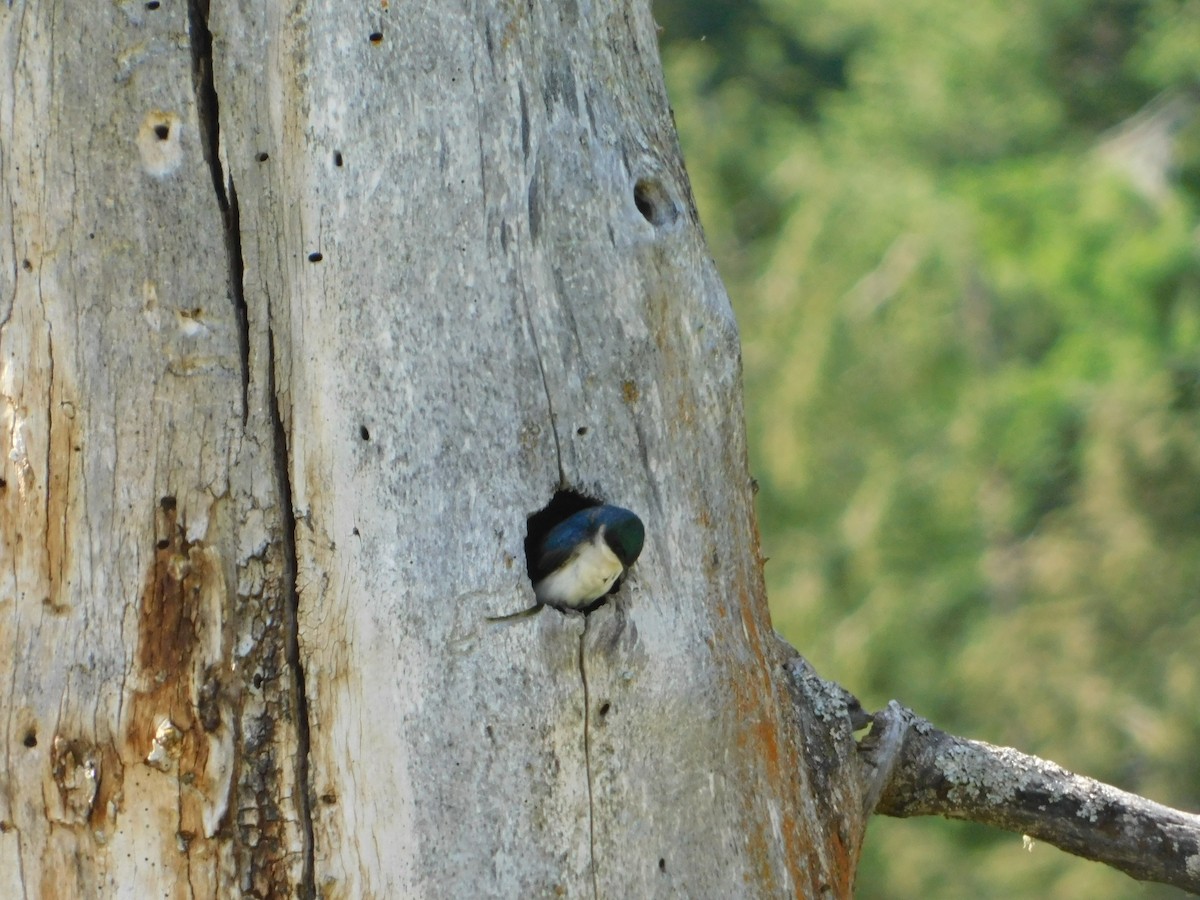 Golondrina Bicolor - ML620664554