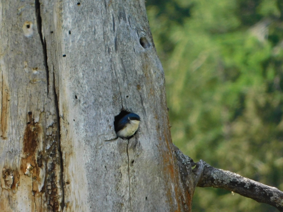 Tree Swallow - ML620664555