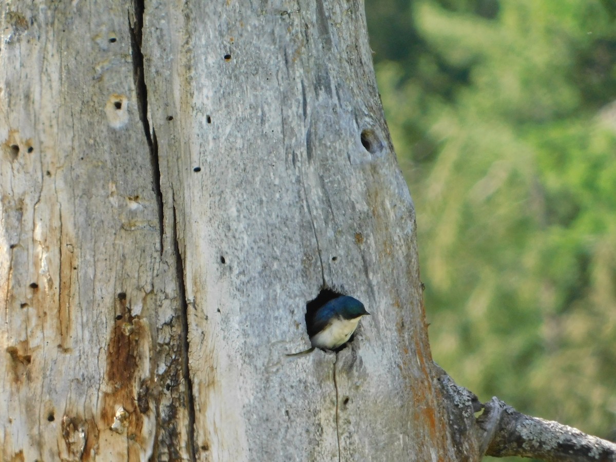 Tree Swallow - ML620664556