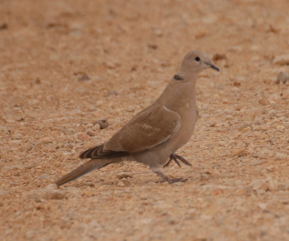 Eurasian Collared-Dove - ML620664558