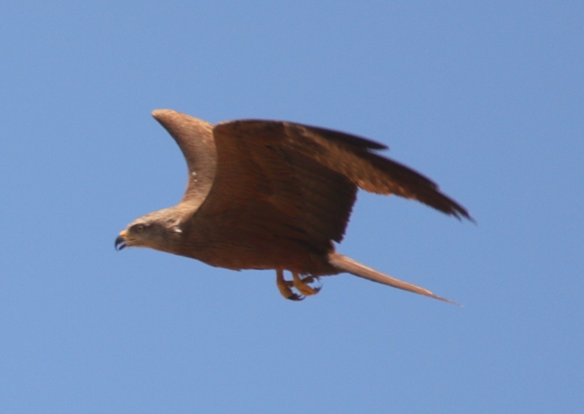 Black Kite - ML620664560