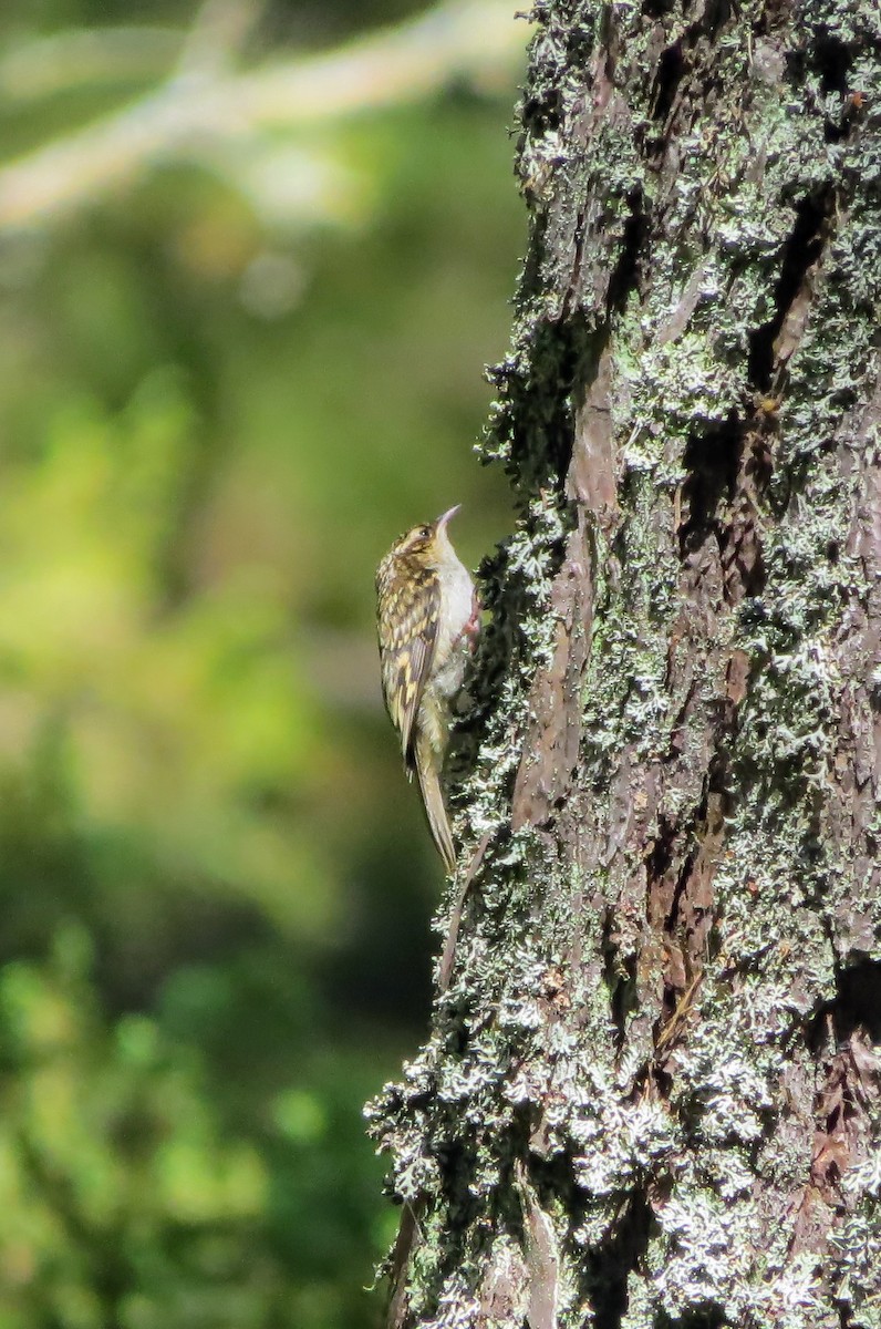 Eurasian Treecreeper - ML620664561