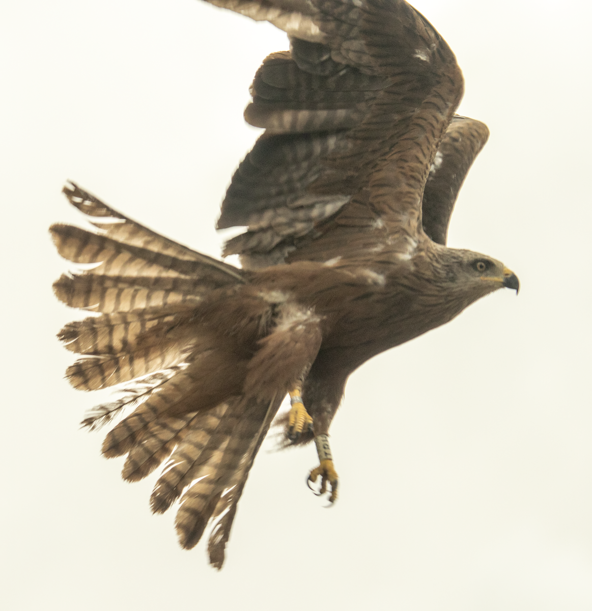 Black Kite - ML620664563