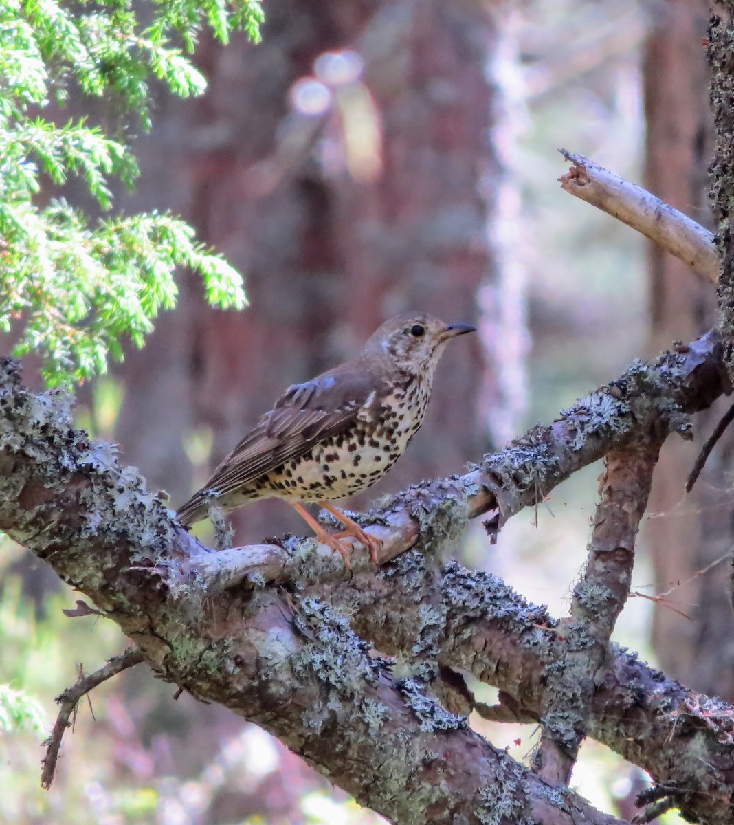 Mistle Thrush - ML620664564