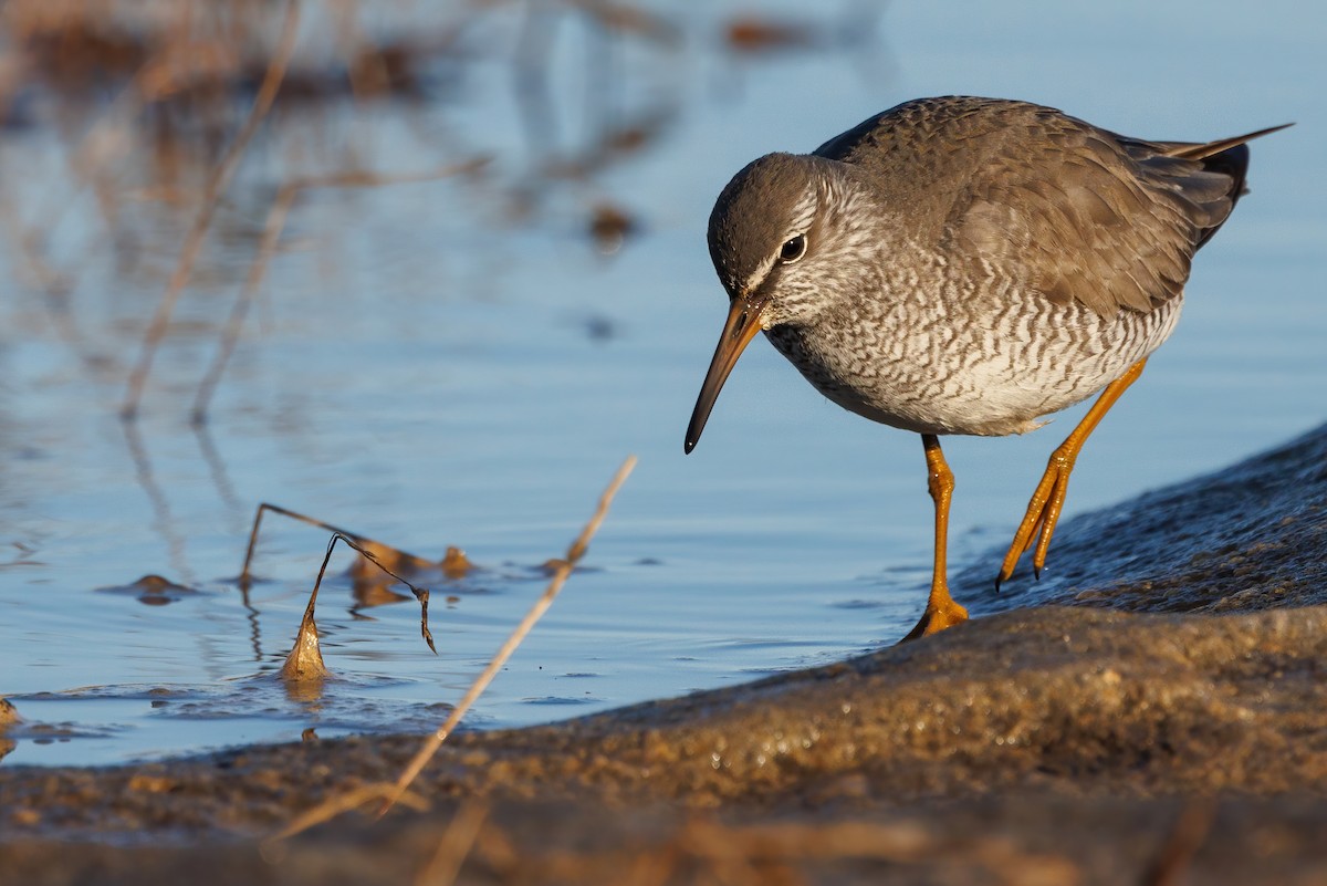 Gray-tailed Tattler - ML620664567