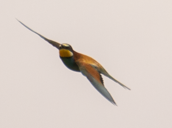 European Bee-eater - ML620664568