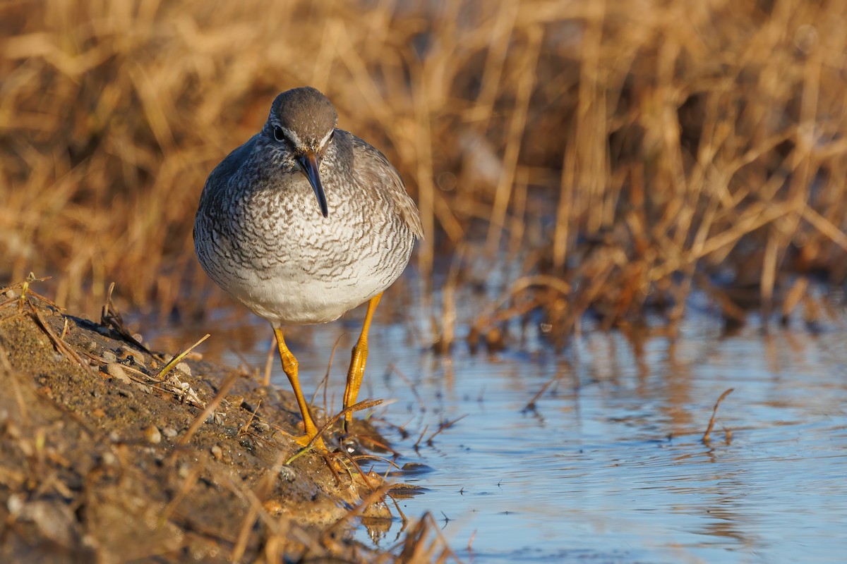 Gray-tailed Tattler - ML620664569