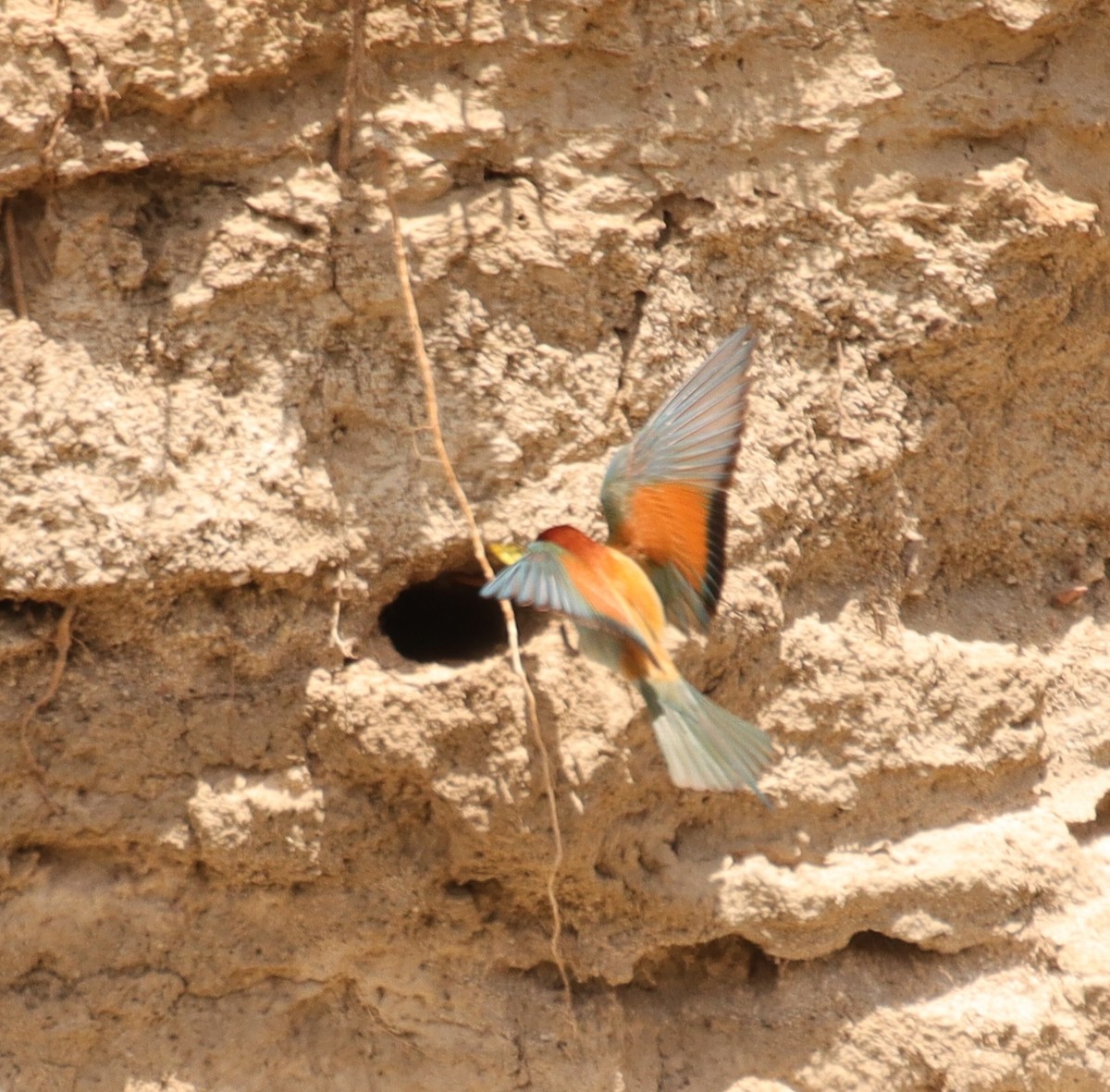 European Bee-eater - ML620664570