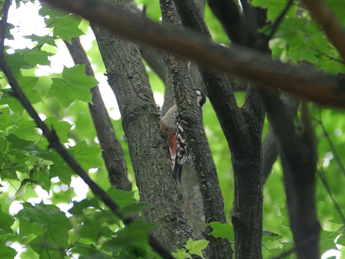 Great Spotted Woodpecker - ML620664572