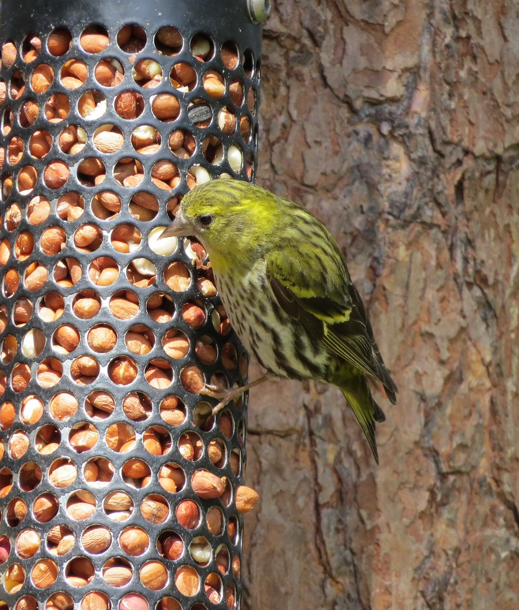 Eurasian Siskin - ML620664573