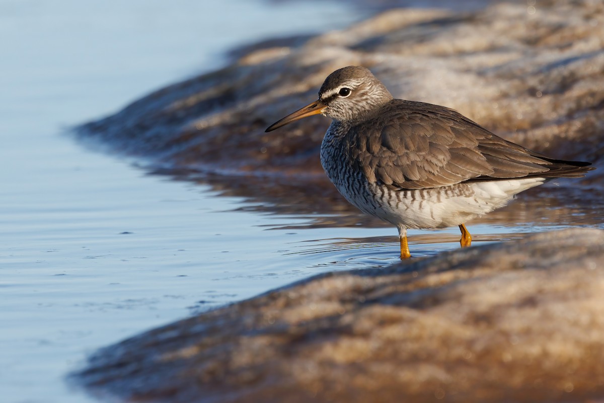 Gray-tailed Tattler - ML620664574