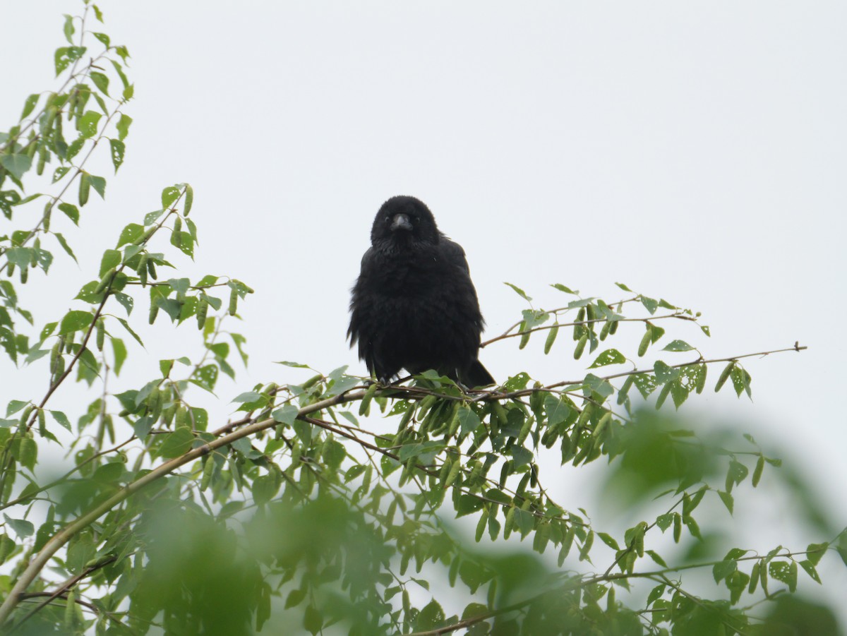 Carrion Crow - ML620664576